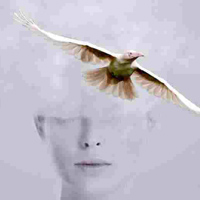 One White Crow
